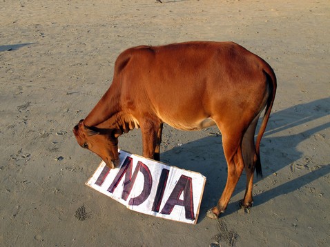 India tábla tehénnel