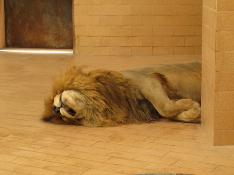 Halott oroszlán